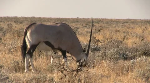 Grazing oryx Video stock 12128729