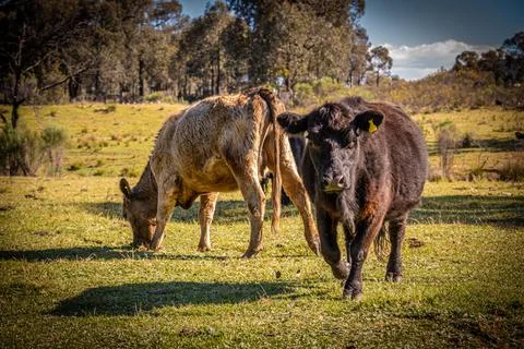 Grazing Pair in Meadow Stock Photos