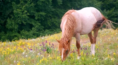 Grazing in peace Stock Footage 43716337