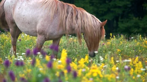 Grazing in peace Stock Footage 43717008