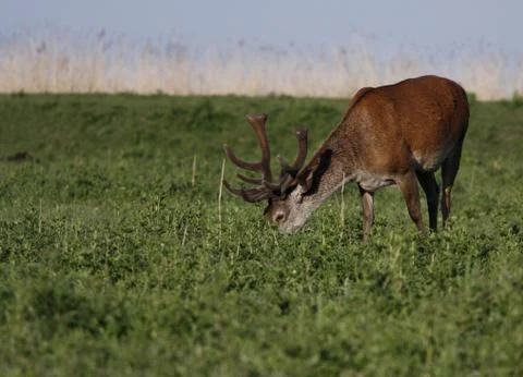Grazing 스톡 사진