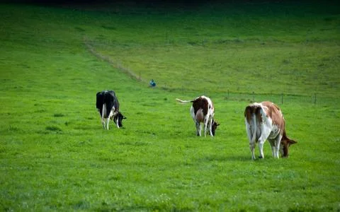 Grazing Stock Photos