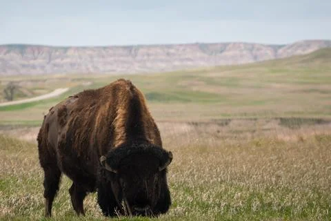 Grazing Stock Photos