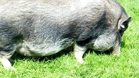 Grazing pig Video stock 25460652