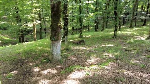 Grazing pigs in the forest near Tskaltubo Stock Footage 320773008