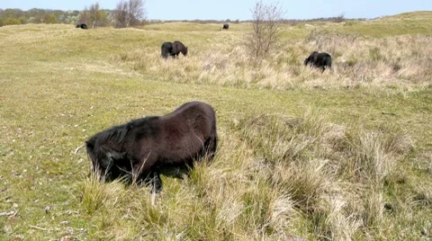 Grazing Ponies 1 Video stock 7756158