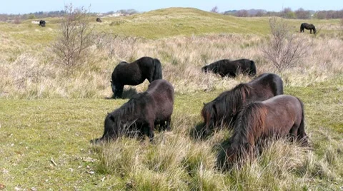 Grazing Ponies 2 Video stock 7756453