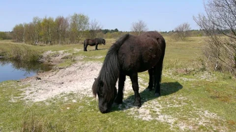 Grazing Ponies 3 Video stock 7756642