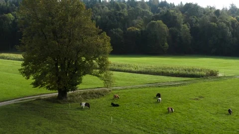 Grazing ponies beneath a large tree in a lush green field. The idyllic. Stock Footage 287115132