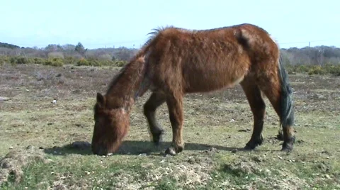 Grazing pony Video stock 360490