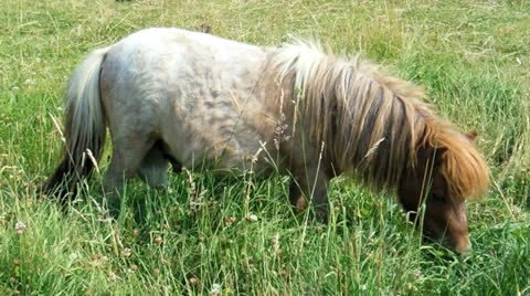 Grazing pony Video stock 25670608