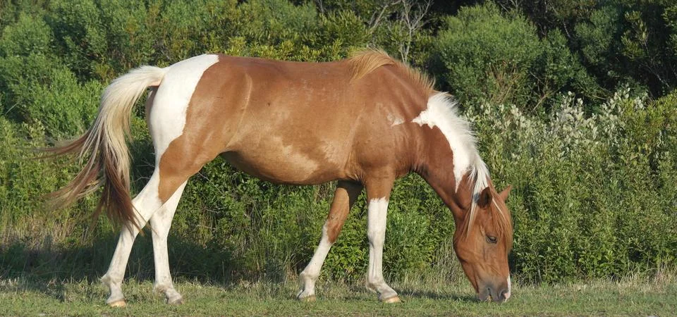 Grazing Pony Foto stock