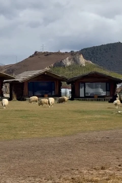 Grazing Quietly Beneath the Mountain Slopes Stock Footage 322035386