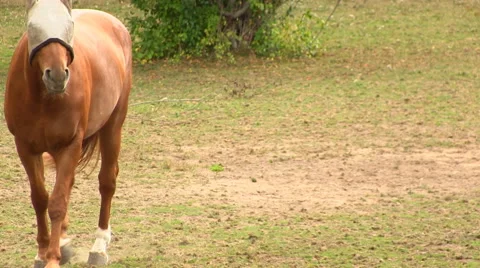 Grazing at ranch 2 Video stock 49094071