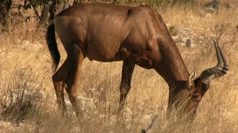Grazing red hartebeest Stock Footage 12128861