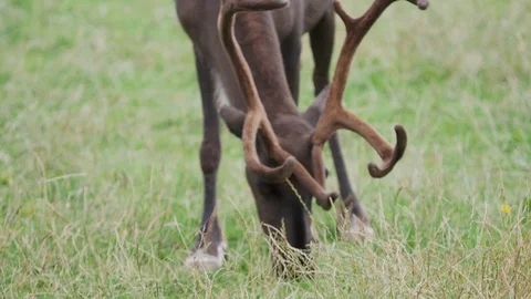 Grazing reindeer, Rangifer tarandus, also known as the caribou. Stock Footage 117547520