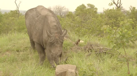A grazing rhino Stock Footage 27487301