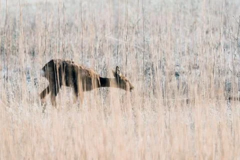 Grazing roe deer doe between tall reed. Stock Photos