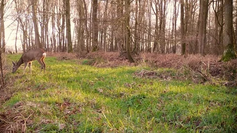 Grazing roe deer on forest path. Stock Footage 86235250