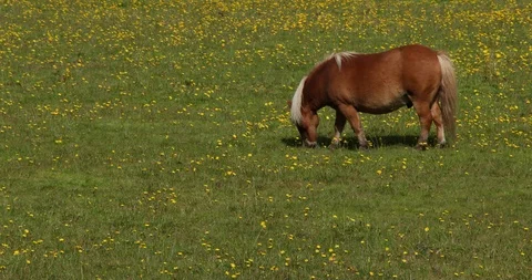 Grazing Scottish Pony Video stock 101344187