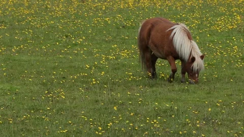 Grazing Scottish Pony Vídeos de archivo 101354062