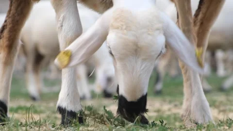 Grazing sheep 2 Stock Footage 294045601