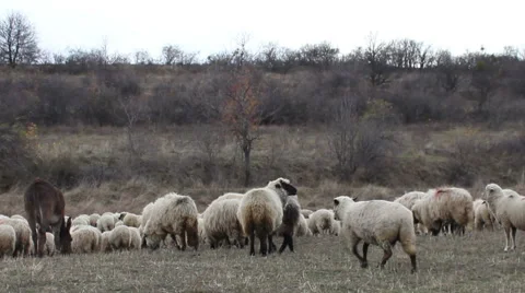 Grazing Sheep and Donkey Stock Footage 44263217