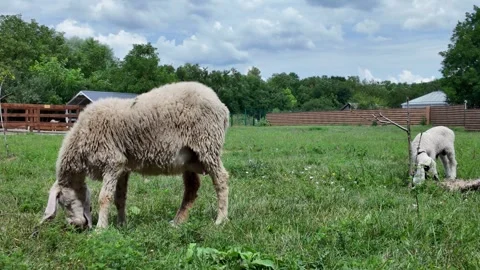 Grazing Sheep and Lamb in Lush Green Pasture Stock Footage 346545657