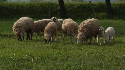 Grazing sheep and lambs Stock Footage 371401