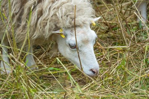 Grazing Sheep Close Up Stockfoto's