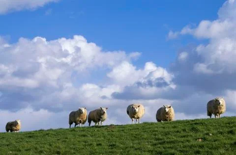 Grazing sheep on a dike Stock Photos
