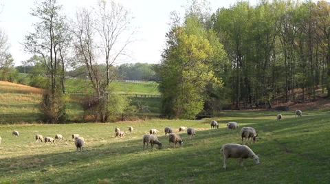 Grazing Sheep Stock-Footage 5065284