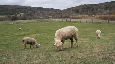 Grazing Sheep Stock Footage