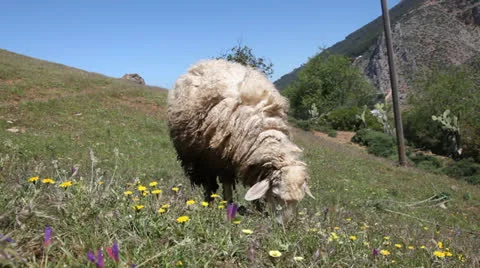 Grazing sheep Vidéo 24082853