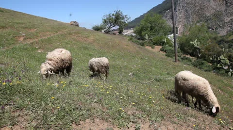 Grazing sheep Vidéo 24173248