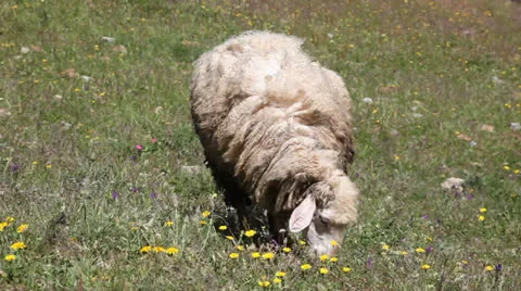 Grazing sheep Vidéo 24577291