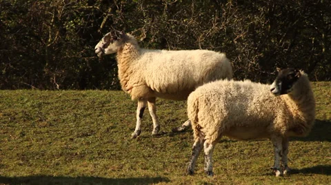 Grazing Sheep Stock Footage 37089445