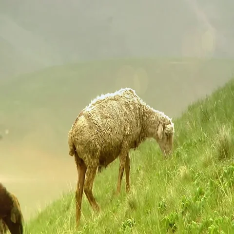 A grazing sheep Stock Footage 69619057