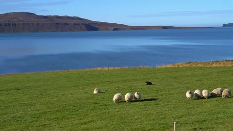 Grazing sheep Stock Footage 73264016