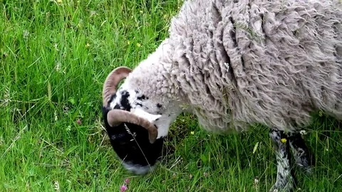 Grazing sheep Stock Footage 78357649