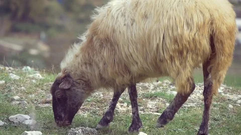 Grazing Sheep Stock Footage 99025317