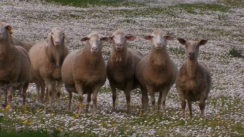 Grazing sheep 스톡 동영상 126999369