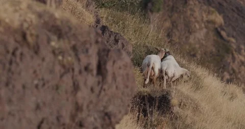 Grazing sheep Stock Footage 149935341