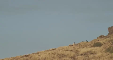 Grazing sheep Stock Footage 149938591