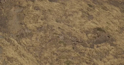 Grazing sheep Stock Footage 149939182