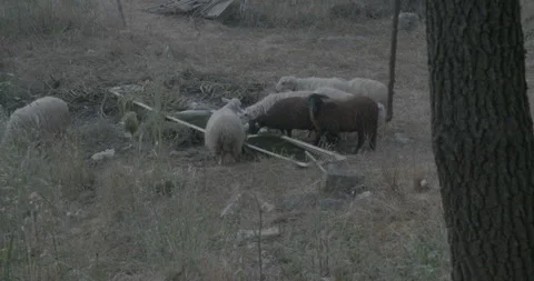 Grazing sheep. Stock Footage 171479945