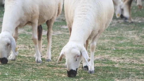 Grazing sheep Stock Footage 294045656