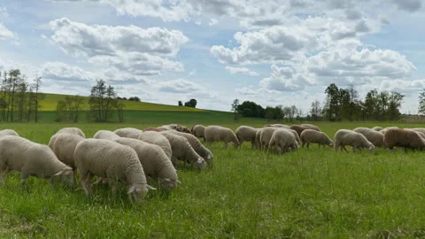 Grazing Sheep Видео 302919420