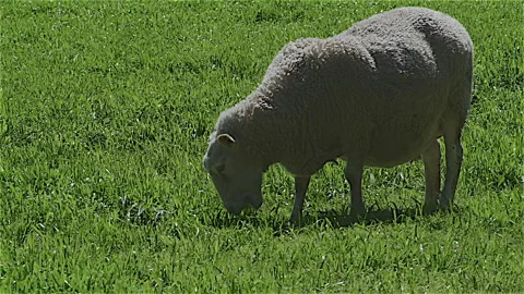 Grazing Sheep Stock Footage 322104795