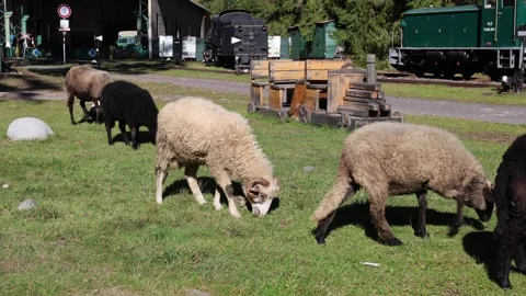 Grazing sheep 스톡 동영상 327795869